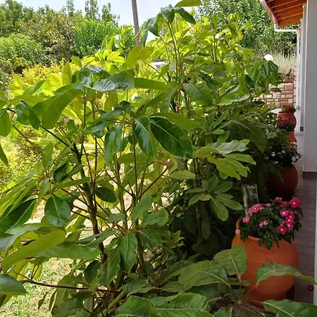 Feriehus Aggelikis House *